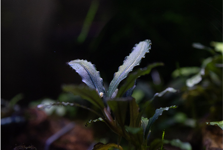 <h4><b>Podłoża aktywne</b></h4>
