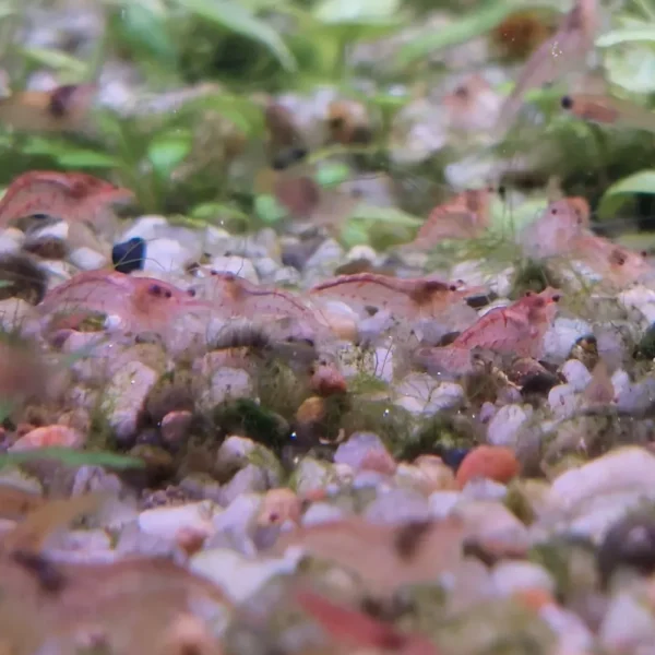 5141874daf52e664549e1ee487425de3