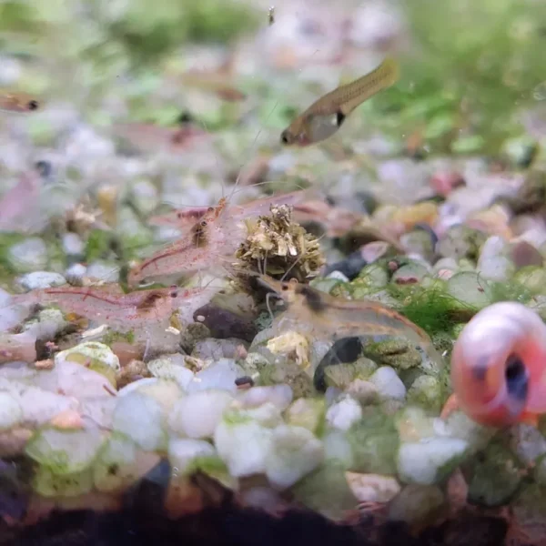 663c5059401cc1f9769bd698e8c67ff3