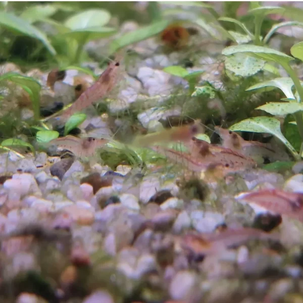 b505f28d09c0c6ed215b2329f765911c