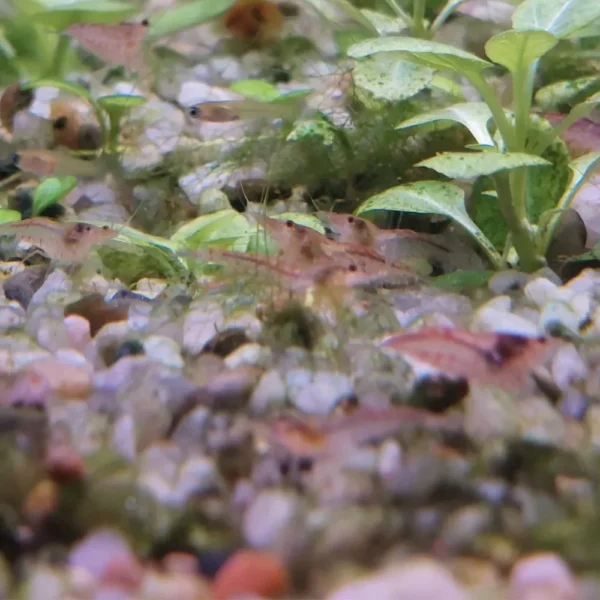 b5997be7cc416a6de1fcbf82f6f1adf1